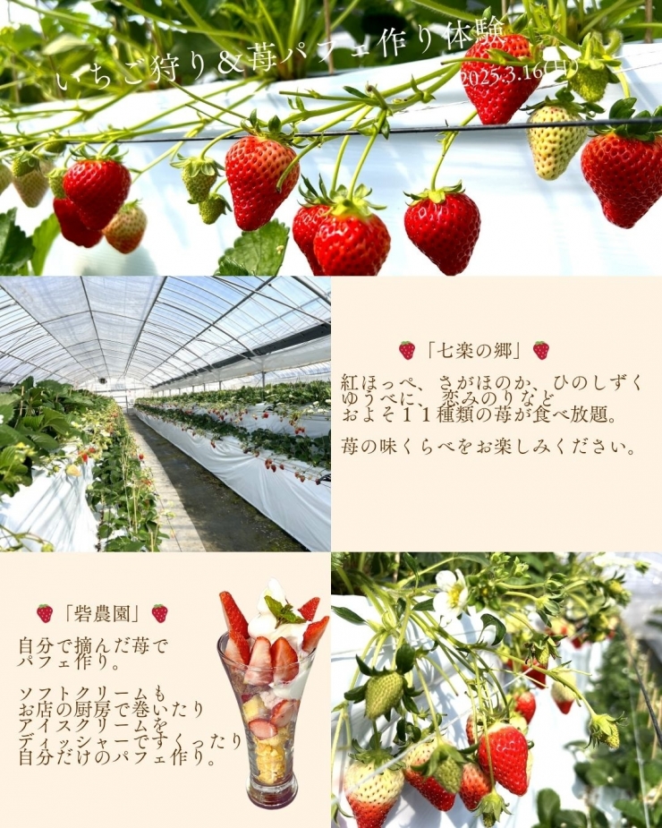 1日限定!いちご狩り&苺パフェ作り体験