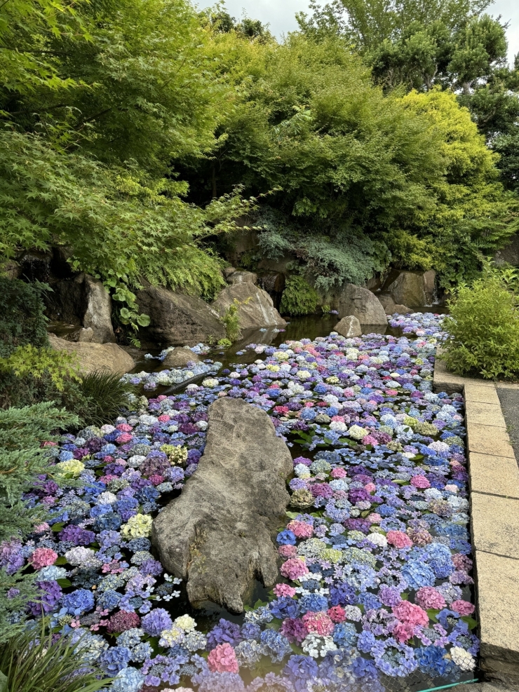 あじさい花手水