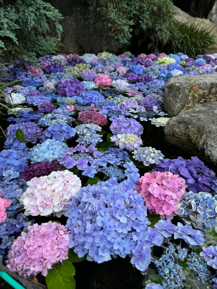 あじさい花手水