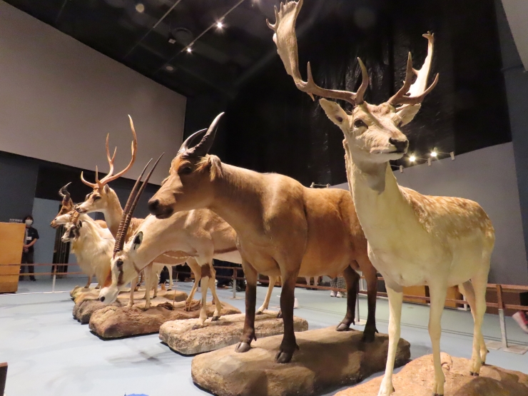 巡回展「WHO ARE WE」～観察と発見の生物学～