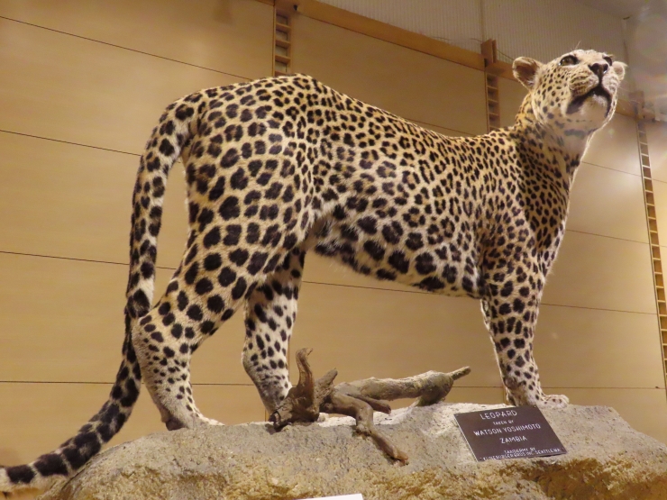 巡回展「WHO ARE WE」～観察と発見の生物学～