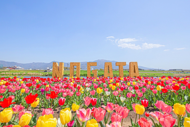 のおがたチューリップフェア2026