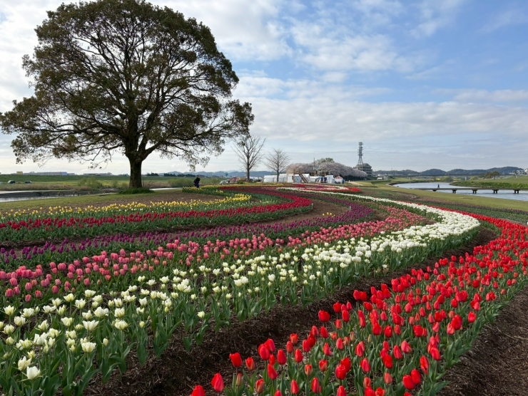 のおがたチューリップフェア2026