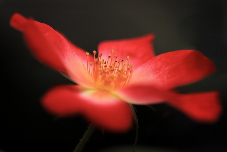 第18回 花の会福岡写真展