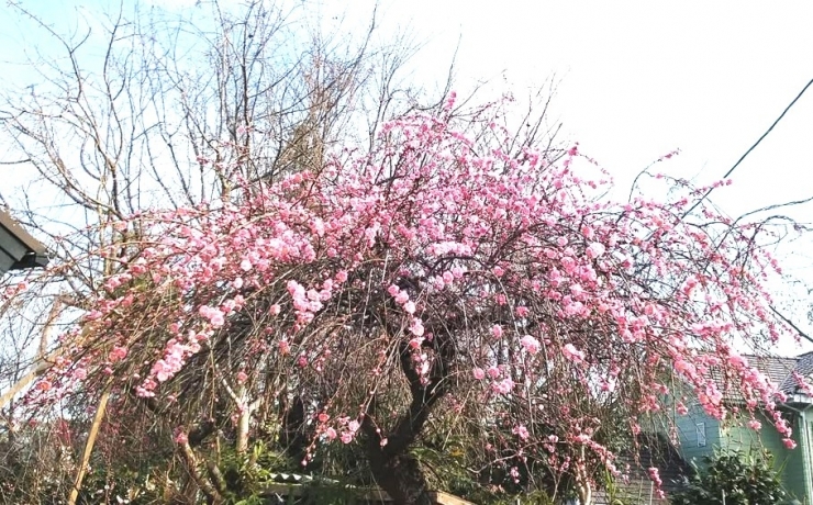🌸梅見de匠の漆展🌸