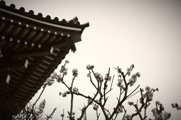 甍と社とその周辺(博多・中洲思慕編)