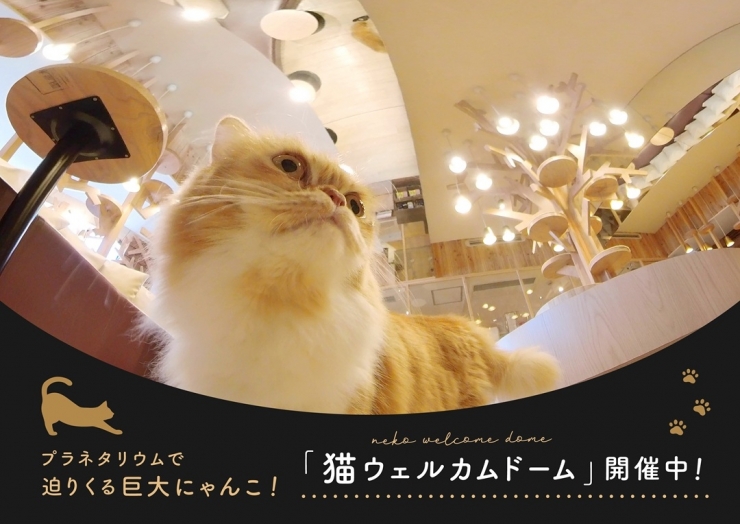 プラネタリウムスペシャル番組「猫星夜 -ある日の星空のおはなし-」