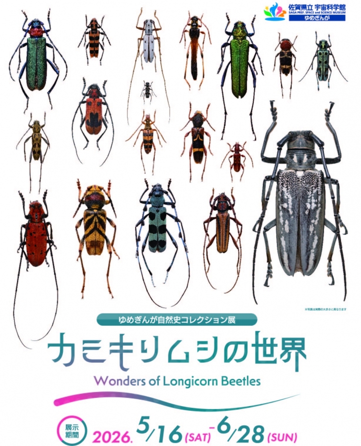 《ゆめきんが》自然史コレクション展「カミキリムシの世界」