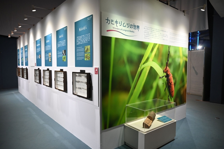 《ゆめきんが》自然史コレクション展「カミキリムシの世界」